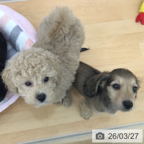 青森県のトイプードル(トイ) (ペットプラス 青森浜田店/2026年1月16日生まれ/男の子/クリーム)の子犬の3枚目の画像