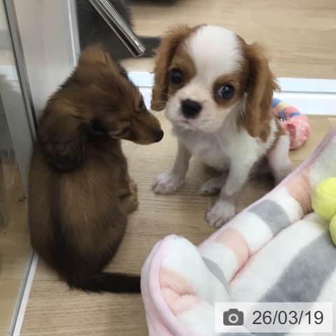 キャバリア・キングチャールズ・スパニエルの写真