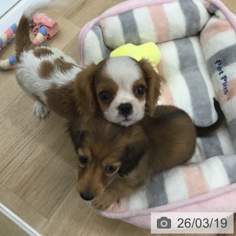 キャバリア・キングチャールズ・スパニエルの写真