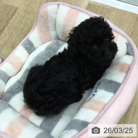 福島県のトイプードル(トイ) (ペットプラス 福島店/2026年1月11日生まれ/女の子/ブラック)の子犬の4枚目の画像