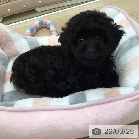 福島県のトイプードル(トイ) (ペットプラス 福島店/2026年1月11日生まれ/女の子/ブラック)の子犬の3枚目の画像