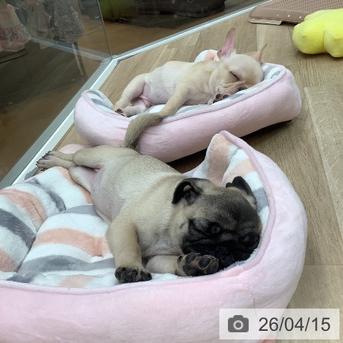 東京都のパグ (ペットプラス 日の出店/2026年1月16日生まれ/女の子/フォーン)の子犬の4枚目の画像