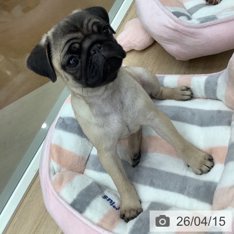 東京都のパグ (ペットプラス 日の出店/2026年1月16日生まれ/女の子/フォーン)の子犬の3枚目の画像