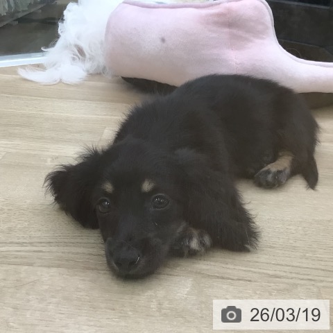 ミニチュア・ダックスフンドの写真