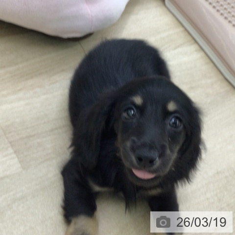 ミニチュア・ダックスフンドの写真