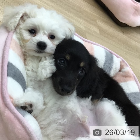 ミニチュア・ダックスフンドの写真