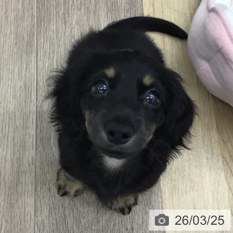 福島県のミニチュアダックスフンド(ロング) (ペットプラス 福島店/2026年1月16日生まれ/男の子/ブラックタン)の子犬の3枚目の画像