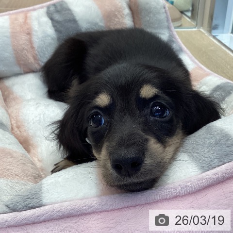 ミニチュア・ダックスフンドの写真