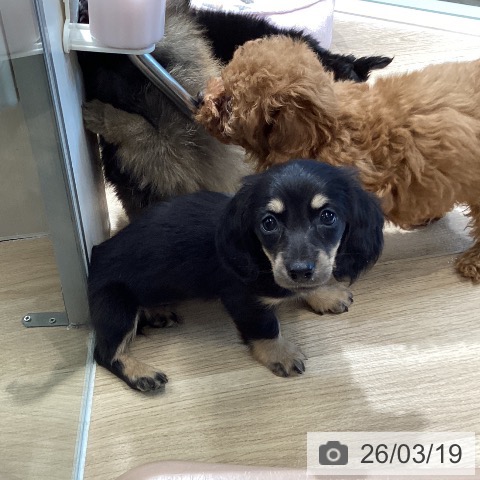 ミニチュア・ダックスフンドの写真