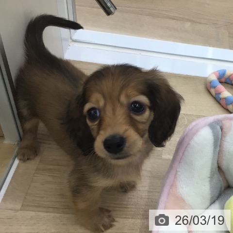 ミニチュア・ダックスフンドの写真