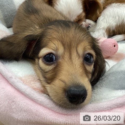 福島県のミニチュアダックスフンド(ロング) (ペットプラス 福島店/2026年1月13日生まれ/男の子/シェーデットレッド)の子犬の4枚目の画像