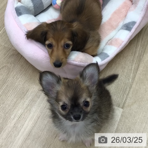 福島県のミニチュアダックスフンド(ロング) (ペットプラス 福島店/2026年1月13日生まれ/男の子/シェーデットレッド)の子犬の3枚目の画像