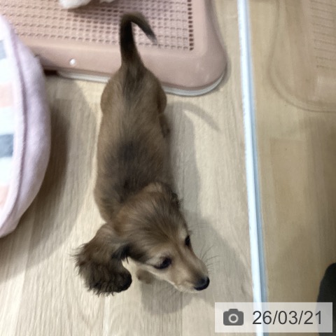 ミニチュア・ダックスフンドの写真