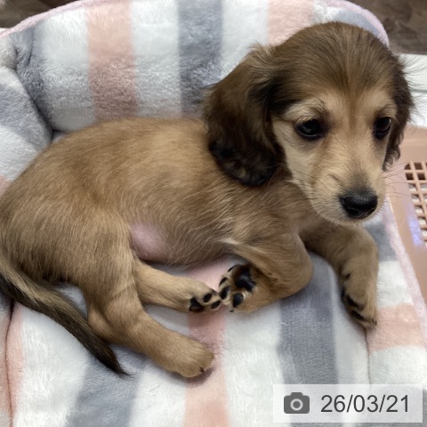 ミニチュア・ダックスフンドの写真