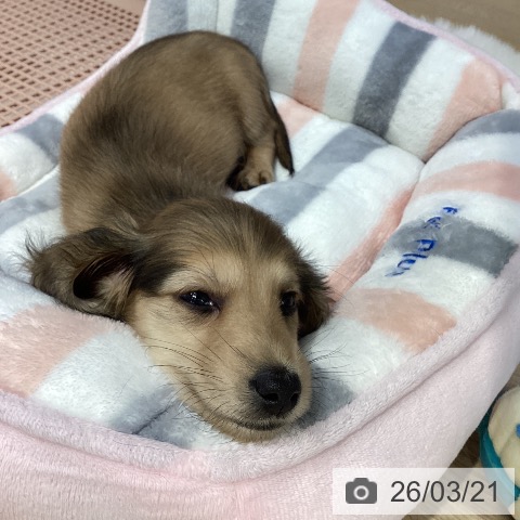 ミニチュア・ダックスフンドの写真