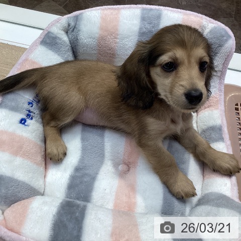 ミニチュア・ダックスフンドの写真