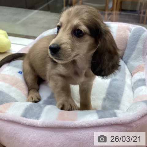 ミニチュア・ダックスフンドの写真