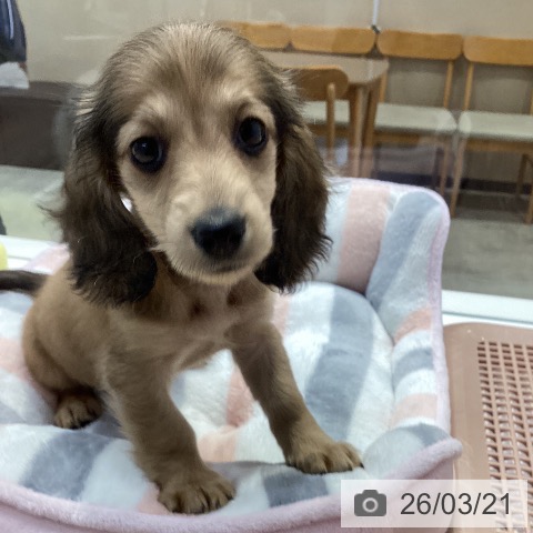 ミニチュア・ダックスフンドの写真