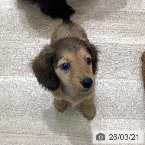 宮城県のミニチュアダックスフンド(ロング) (ペットプラス 名取店/2026年1月13日生まれ/女の子/シェーデットレッド)の子犬の3枚目の画像