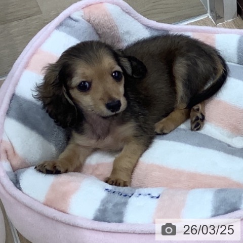 千葉県のミニチュアダックスフンド(ロング) (ペットプラス 船橋店/2026年1月14日生まれ/男の子/シェーデットイエロー)の子犬の3枚目の画像