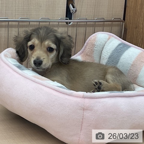 埼玉県のミニチュアダックスフンド(ロング) (ペッツワン 浦和美園店/2026年1月14日生まれ/男の子/シェーデットイエロー)の子犬の3枚目の画像