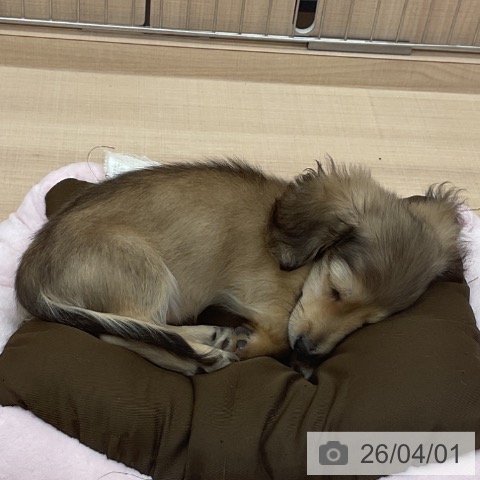 埼玉県のミニチュアダックスフンド(ロング) (ペッツワン 浦和美園店/2026年1月14日生まれ/男の子/シェーデットイエロー)の子犬の3枚目の画像