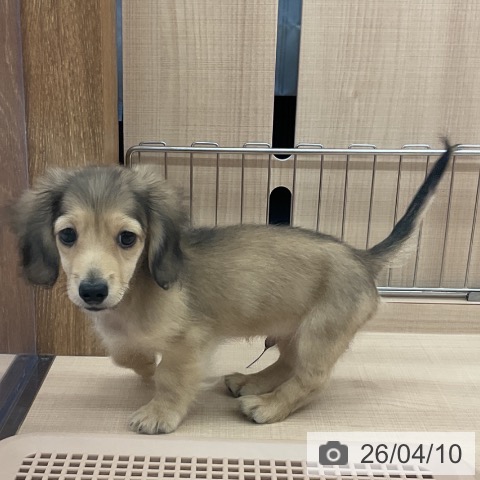 埼玉県のミニチュアダックスフンド(ロング) (ペッツワン 浦和美園店/2026年1月14日生まれ/男の子/シェーデットイエロー)の子犬の3枚目の画像