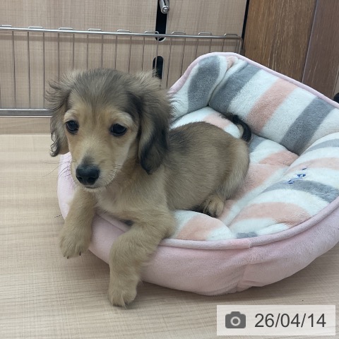 群馬県のミニチュアダックスフンド(ロング) (ペットプラス イオンモール太田店/2026年1月14日生まれ/男の子/シェーデットイエロー)の子犬の3枚目の画像