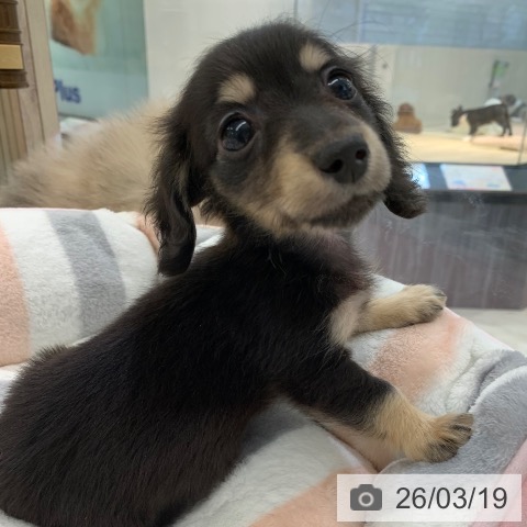 ミニチュア・ダックスフンドの写真