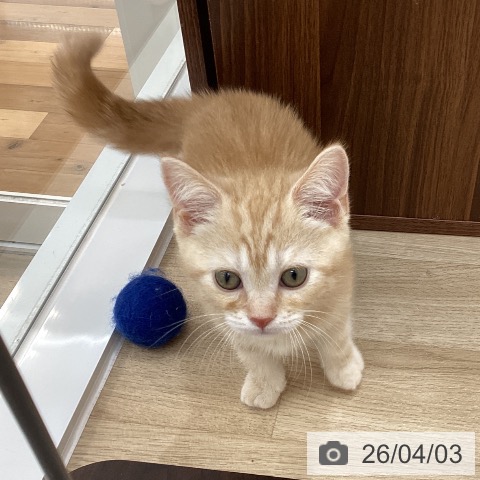 群馬県のスコティッシュフォールド (ペットプラス 前橋店/2026年1月14日生まれ/男の子/レッドタビー)の子猫の3枚目の画像