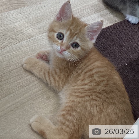 東京都のスコティッシュフォールド (ペットプラス 立川高島屋S.C.店/2026年1月14日生まれ/男の子/レッドタビー)の子猫の4枚目の画像