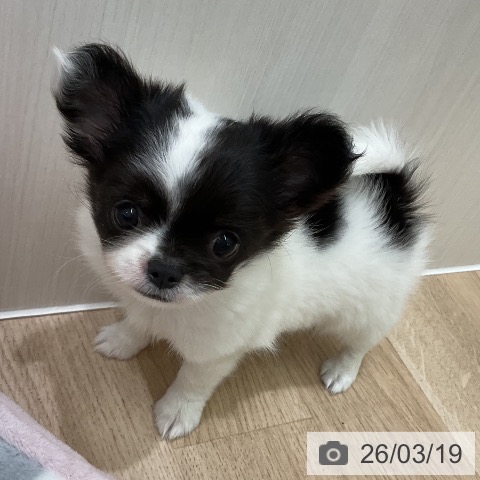 神奈川県のチワワ(ロング) (ペットプラス 天王町店/2026年1月15日生まれ/女の子/パーティーカラー)の子犬の4枚目の画像