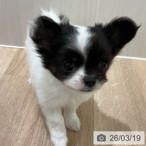 神奈川県のチワワ(ロング) (ペットプラス 天王町店/2026年1月15日生まれ/女の子/パーティーカラー)の子犬の3枚目の画像