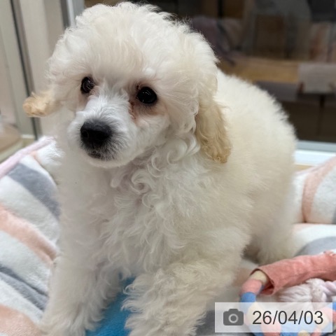 東京都のトイプードル(トイ) (ペットプラス MARK IS 葛飾かなまち店/2026年1月5日生まれ/男の子/ホワイト)の子犬の4枚目の画像