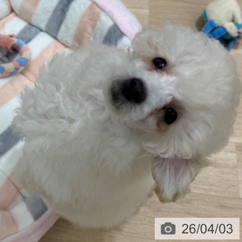 東京都のトイプードル(トイ) (ペットプラス MARK IS 葛飾かなまち店/2026年1月5日生まれ/男の子/ホワイト)の子犬の3枚目の画像