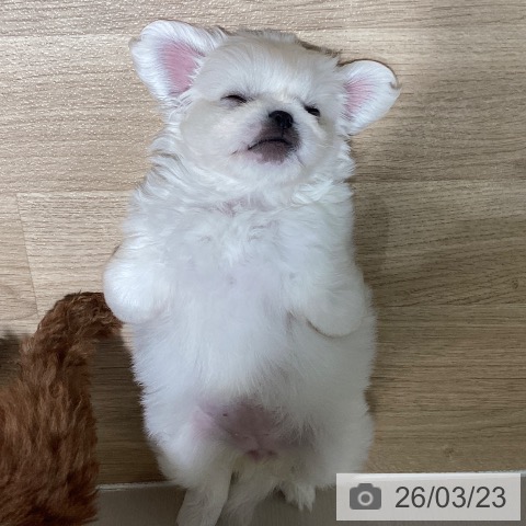 埼玉県のペキニーズ (ペットプラス イオンモール春日部店/2026年1月16日生まれ/女の子/ホワイト)の子犬の4枚目の画像