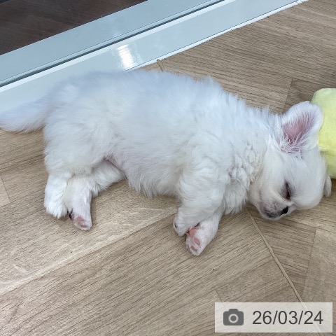 埼玉県のペキニーズ (ペットプラス イオンモール春日部店/2026年1月16日生まれ/女の子/ホワイト)の子犬の3枚目の画像