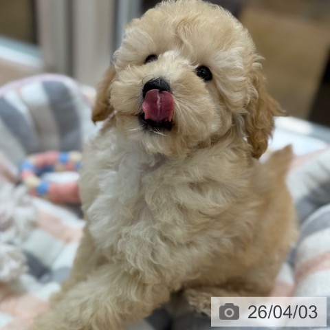 東京都のトイプードル(トイ) (ペットプラス MARK IS 葛飾かなまち店/2026年1月15日生まれ/男の子/アプリコット)の子犬の4枚目の画像