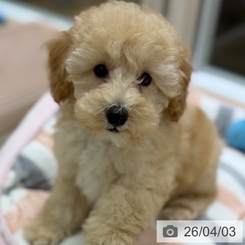 東京都のトイプードル(トイ) (ペットプラス MARK IS 葛飾かなまち店/2026年1月15日生まれ/男の子/アプリコット)の子犬の3枚目の画像