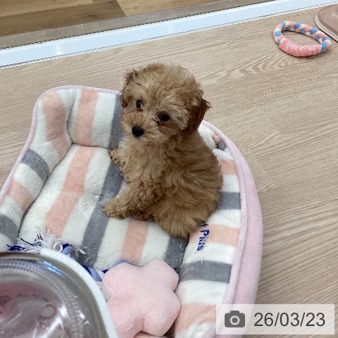 埼玉県のトイプードル(トイ) (ペットプラス 八潮店/2026年1月15日生まれ/女の子/アプリコット)の子犬の4枚目の画像