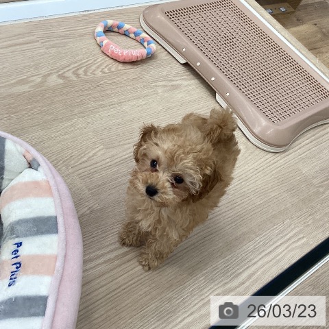 埼玉県のトイプードル(トイ) (ペットプラス 八潮店/2026年1月15日生まれ/女の子/アプリコット)の子犬の3枚目の画像