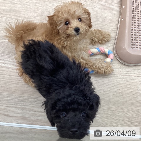 埼玉県のトイプードル(トイ) (ペットプラス 八潮店/2026年1月15日生まれ/女の子/アプリコット)の子犬の3枚目の画像