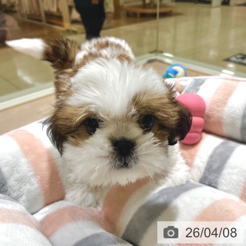 東京都のシーズー (ペットプラス 板橋店/2026年1月16日生まれ/男の子/ゴールドホワイト)の子犬の4枚目の画像