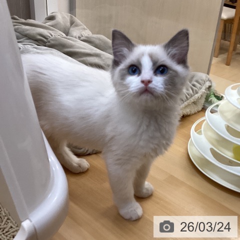 徳島県のラグドール (ペットプラス 徳島店/2025年12月27日生まれ/女の子/ブルーポイントバイカラー)の子猫の4枚目の画像