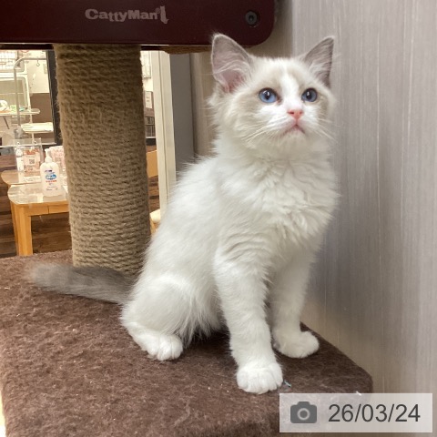 徳島県のラグドール (ペットプラス 徳島店/2025年12月27日生まれ/女の子/ブルーポイントバイカラー)の子猫の3枚目の画像