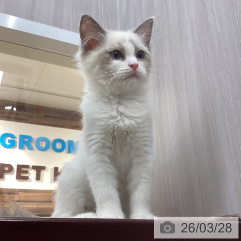 徳島県のラグドール (ペットプラス 徳島店/2025年12月27日生まれ/女の子/ブルーポイントバイカラー)の子猫の3枚目の画像