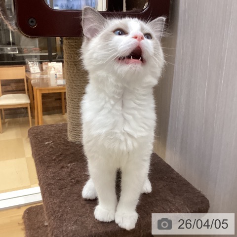 徳島県のラグドール (ペットプラス 徳島店/2025年12月27日生まれ/女の子/ブルーポイントバイカラー)の子猫の3枚目の画像