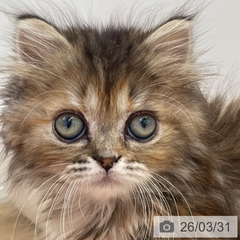 東京都のミヌエット (ペットプラス 大井町トラックス店/2026年1月16日生まれ/女の子/ブラウンパッチドタビー)の子猫の3枚目の画像