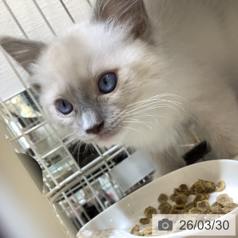 埼玉県のラグドール (ペットプラス クレアモール川越店/2026年1月16日生まれ/男の子/ブルーポイントミテッド)の子猫の4枚目の画像