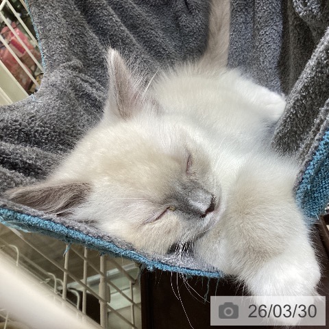 埼玉県のラグドール (ペットプラス クレアモール川越店/2026年1月16日生まれ/男の子/ブルーポイントミテッド)の子猫の3枚目の画像